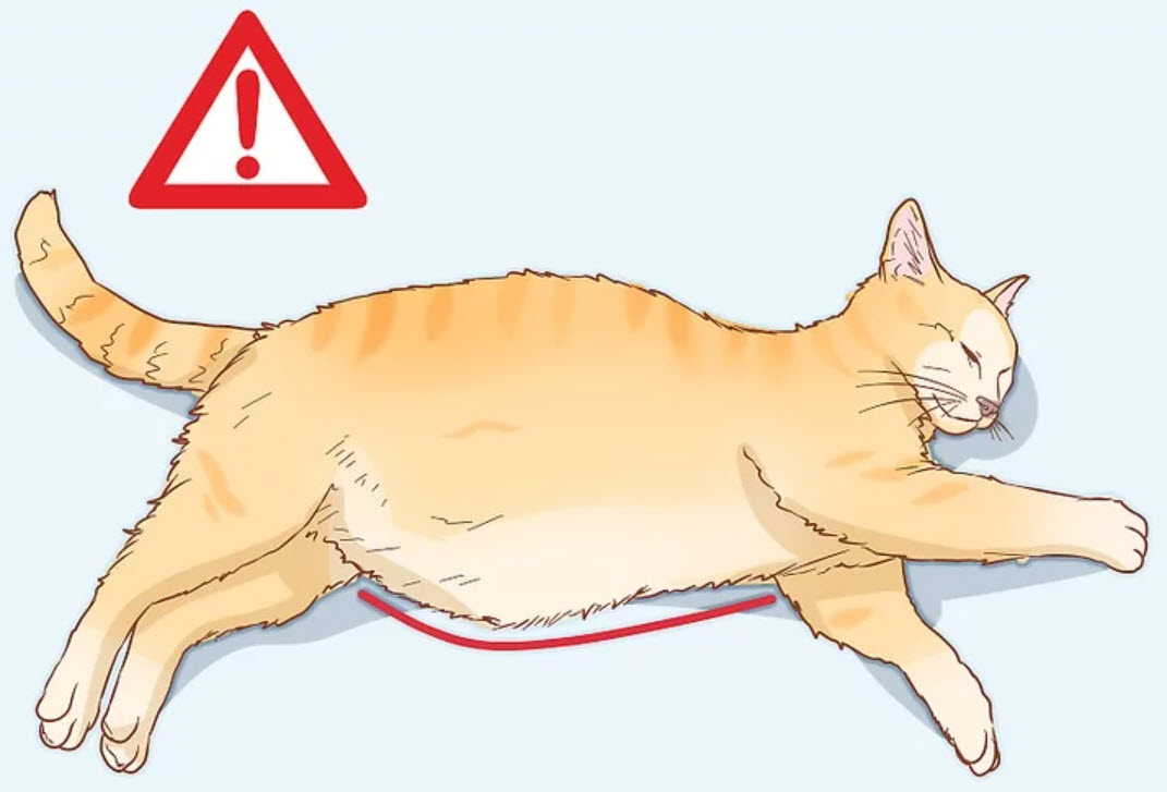 IBSの膨満を防ぐことは可能ですか？